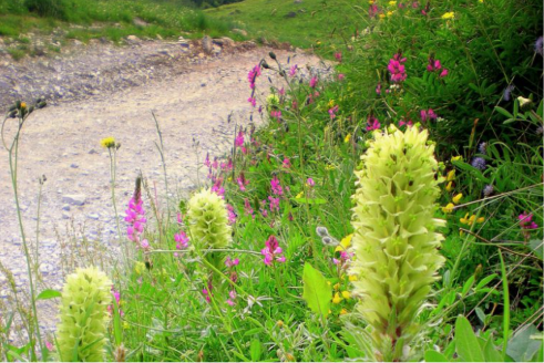 spring flowers