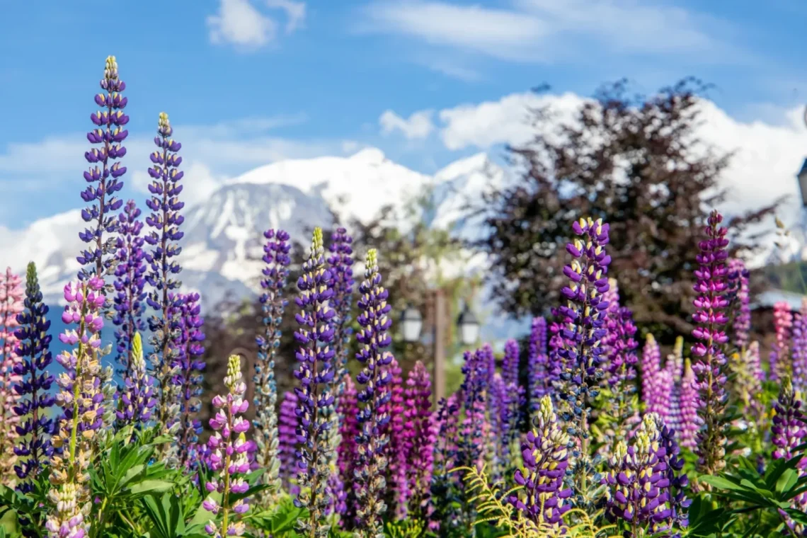 lupins et mont blanc 1536x1024