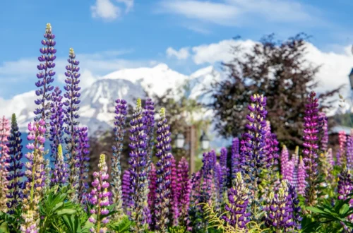 lupins et mont blanc 1536x1024