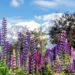 lupins et mont blanc 1536x1024